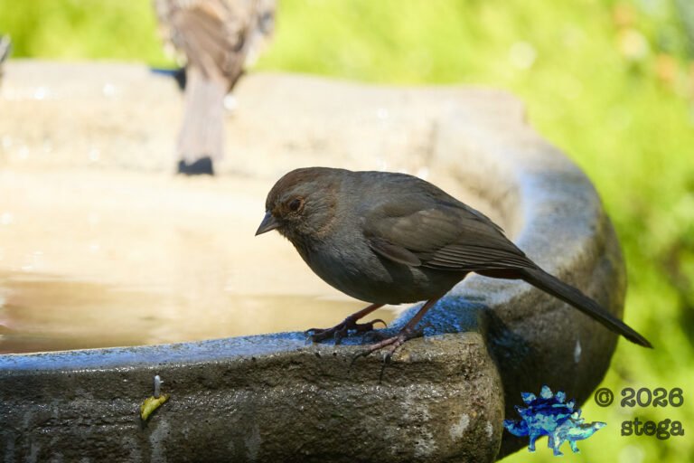 California Towhee