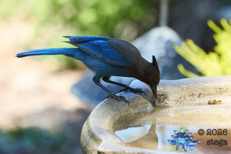 Steller’s Jay
