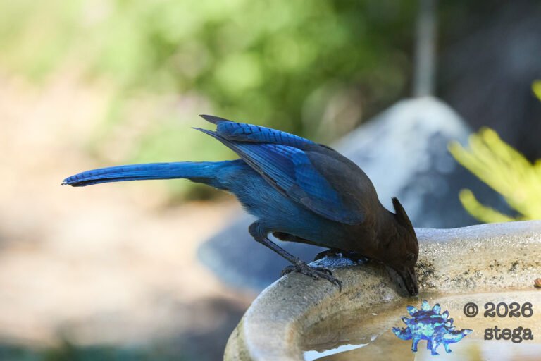Steller’s Jay