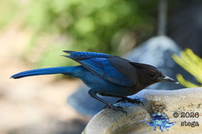 Steller’s Jay