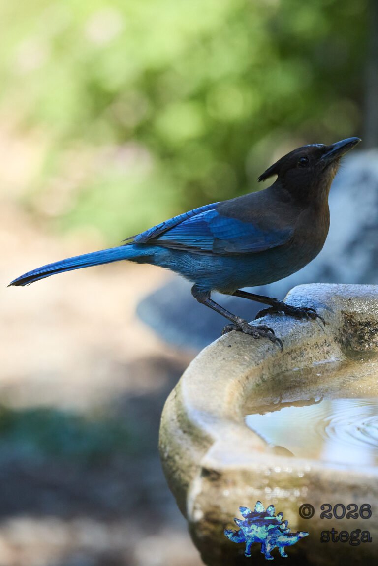 Steller’s Jay