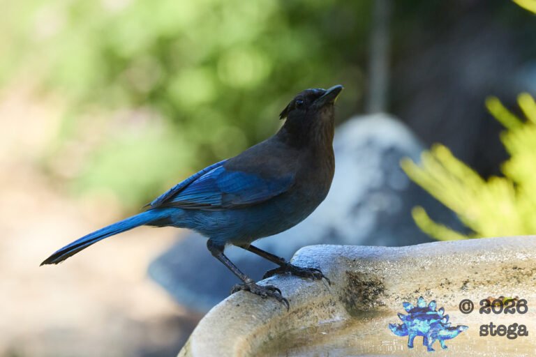 Steller’s Jay