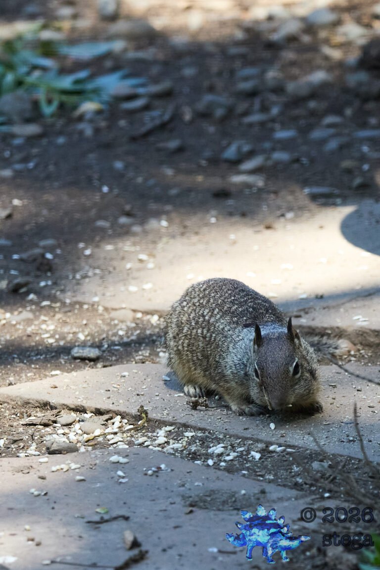 Ground Squirrel