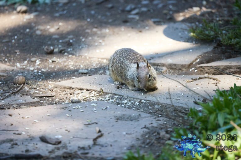 Ground Squirrel