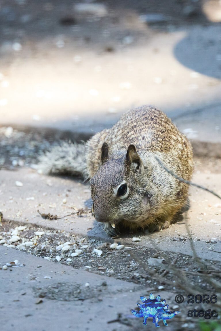 Ground Squirrel