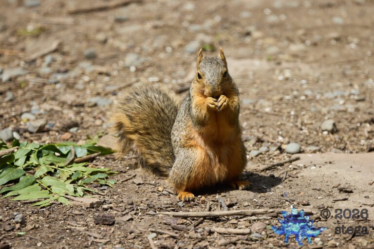 Fox Squirrel