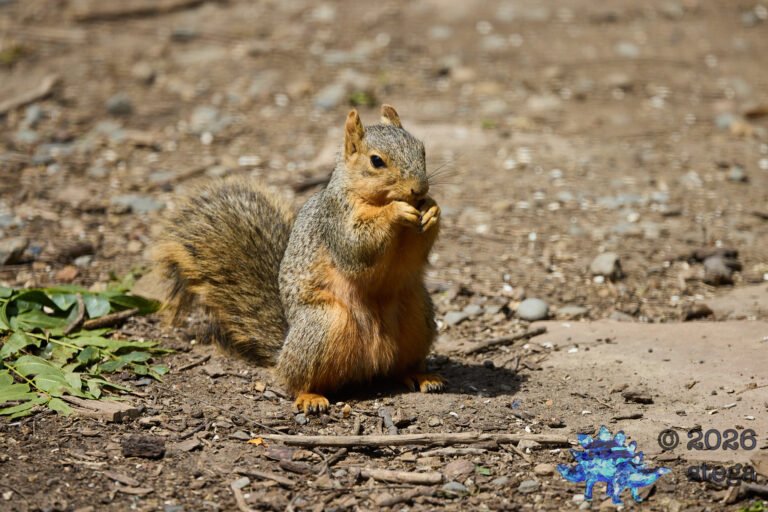 Fox Squirrel