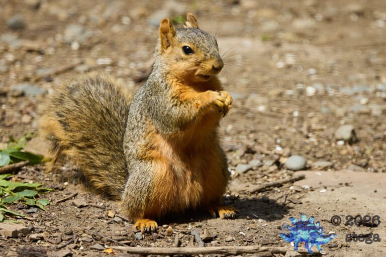 Fox Squirrel