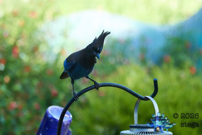 Steller’s Jay