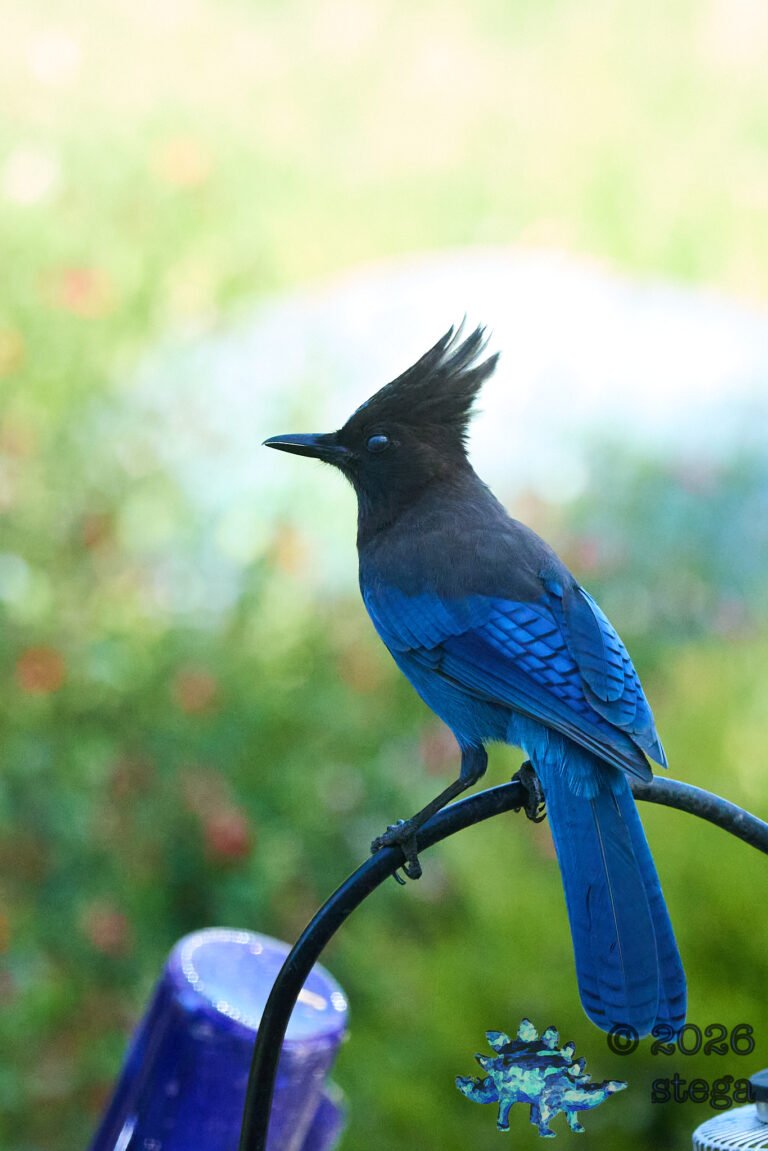 Steller’s Jay