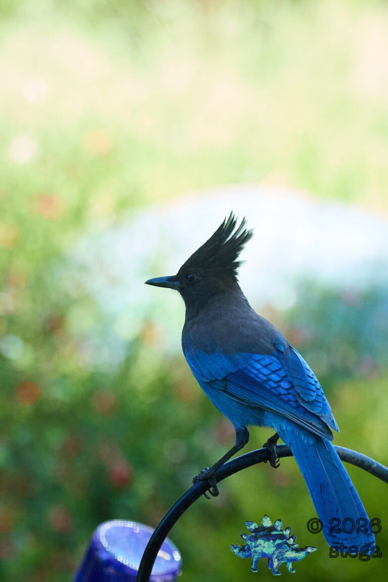 Steller’s Jay