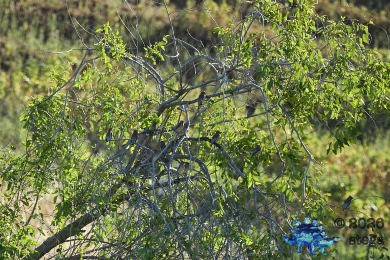 Cedar Waxwing