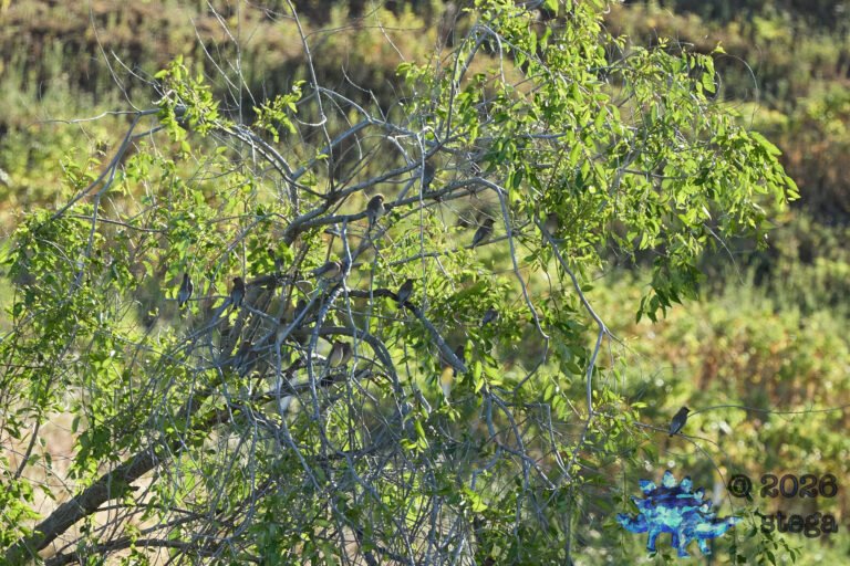Cedar Waxwing