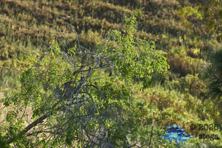 Cedar Waxwing