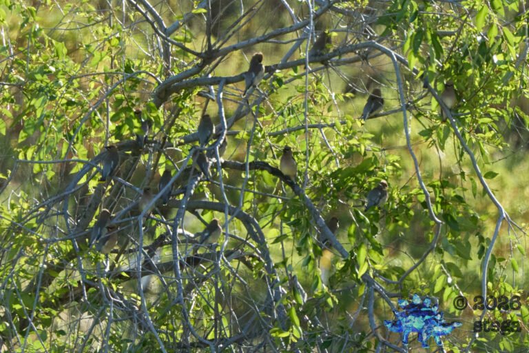 Cedar Waxwing