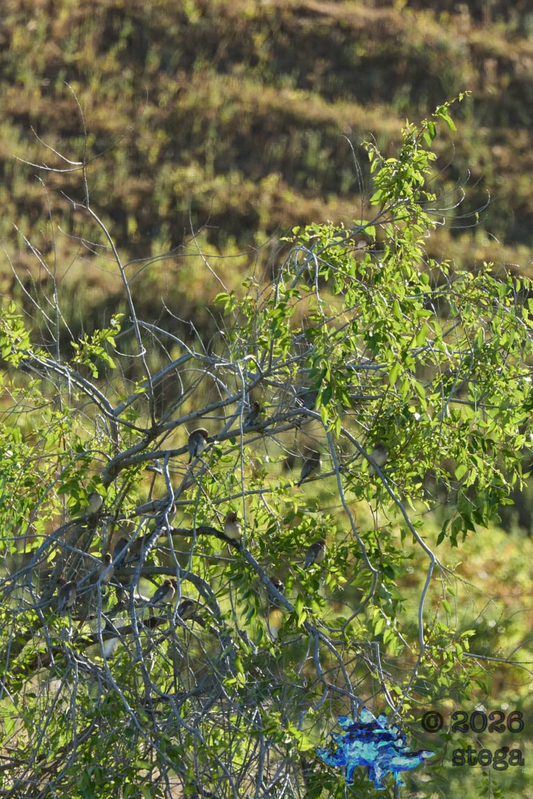 Cedar Waxwing