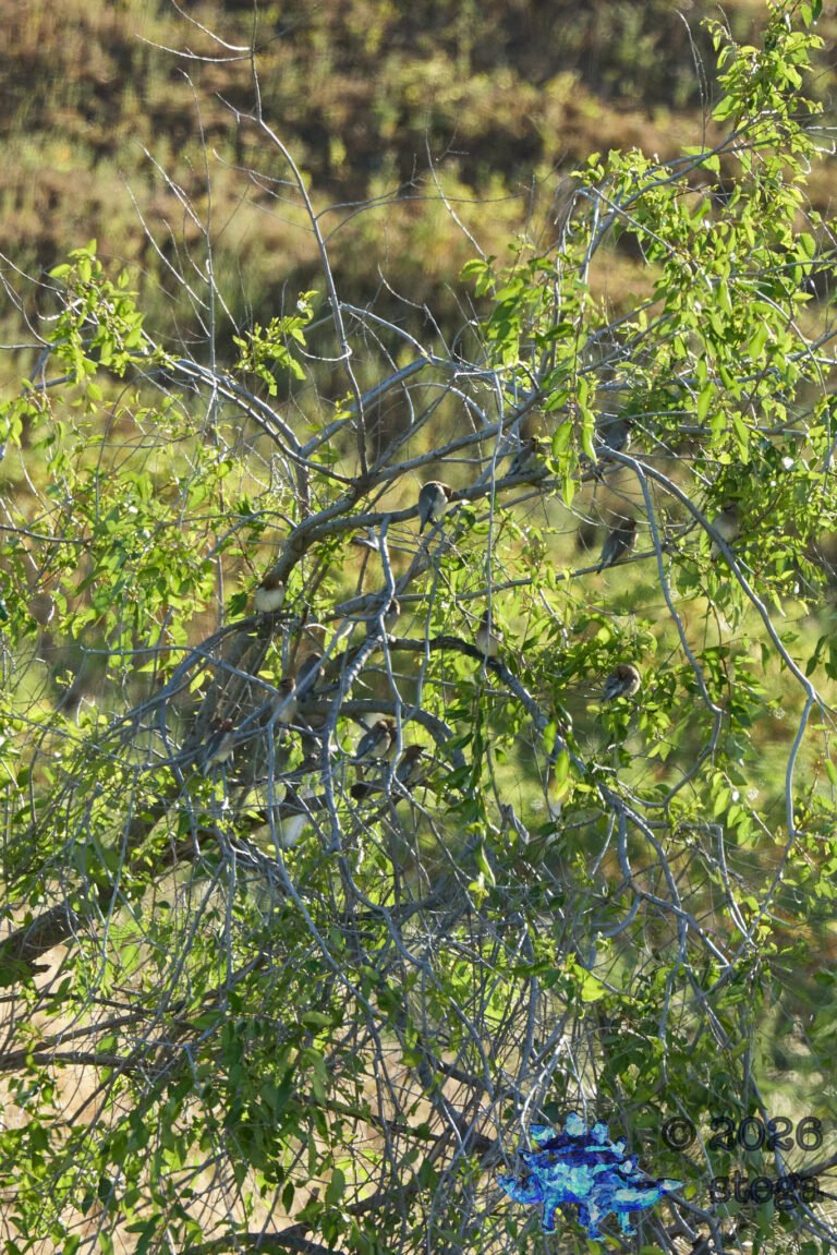 Cedar Waxwing