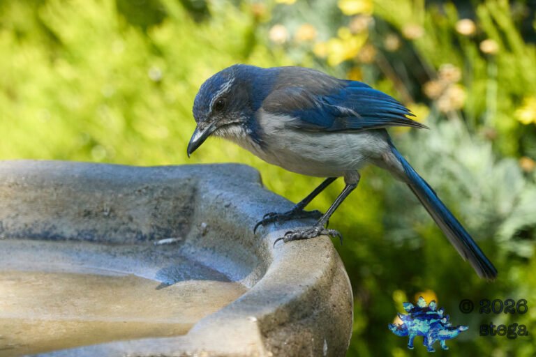 California Scrub Jay