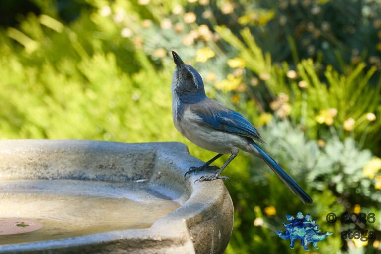 California Scrub Jay