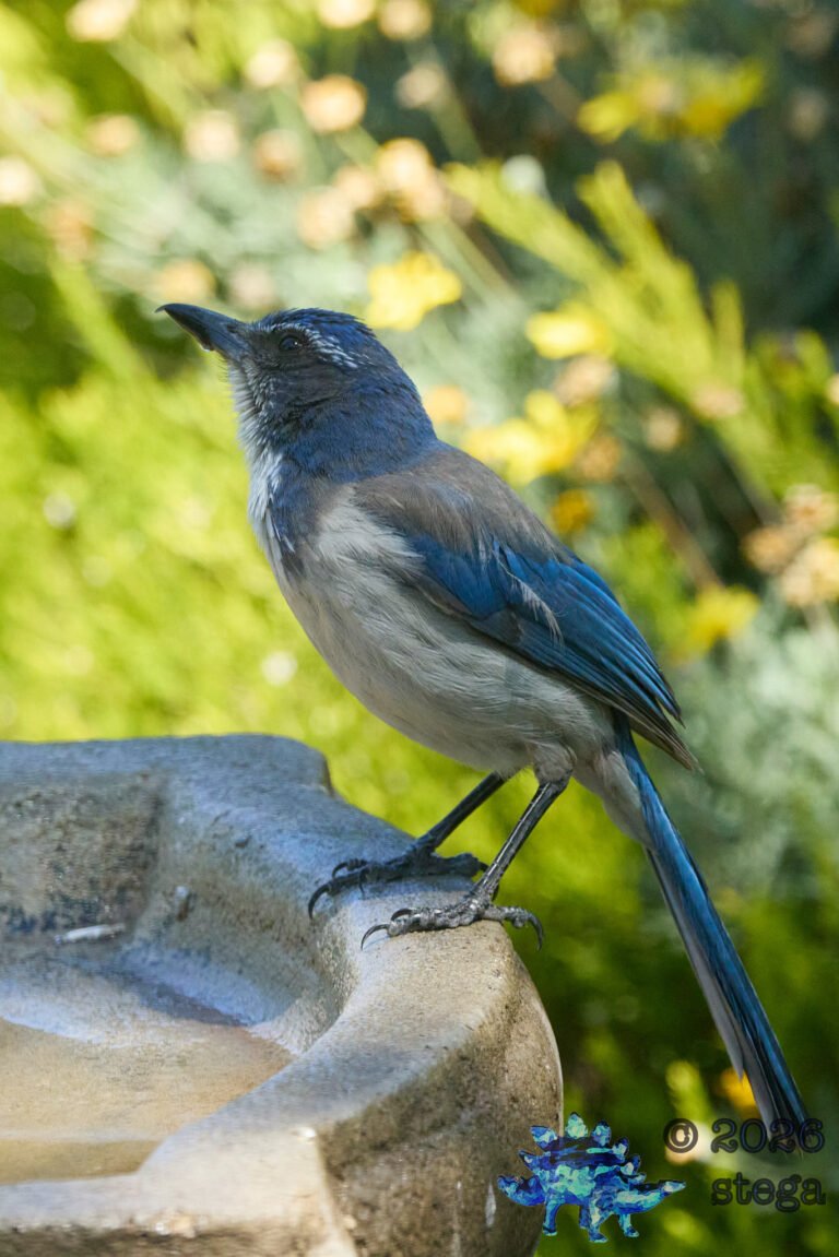 California Scrub Jay