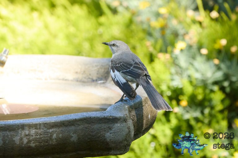 Northern Mockingbird