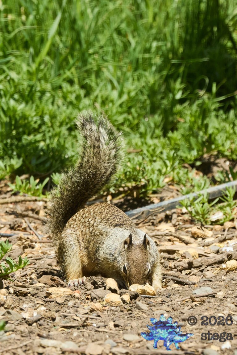 Ground Squirrel