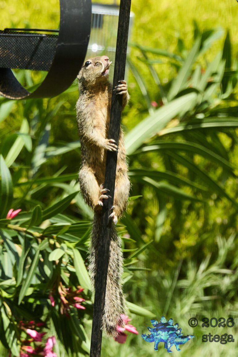 Ground Squirrel