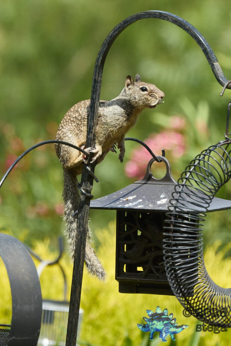 Ground Squirrel