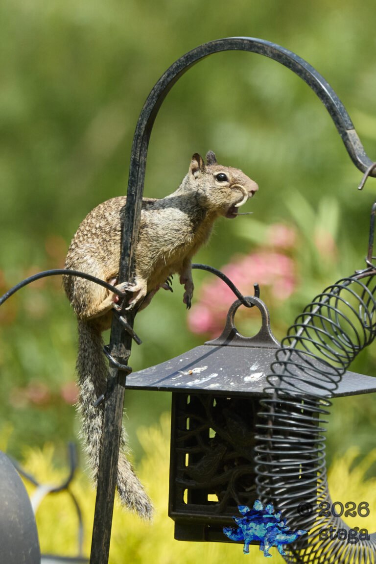 Ground Squirrel