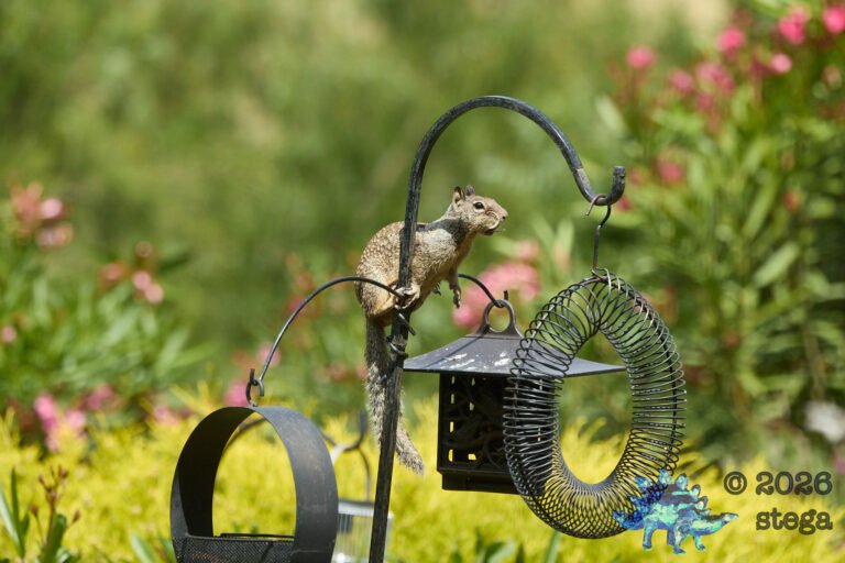 Ground Squirrel