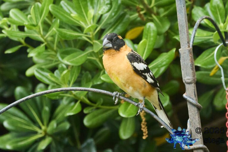 Black-headed Grosbeak