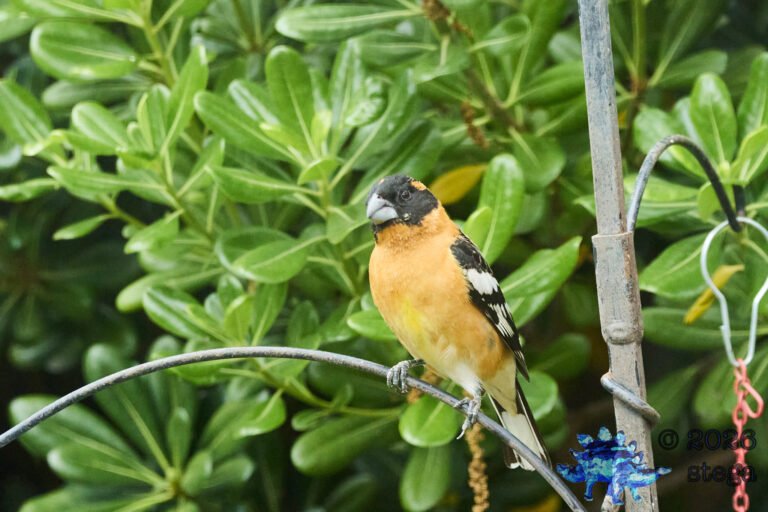 Black-headed Grosbeak