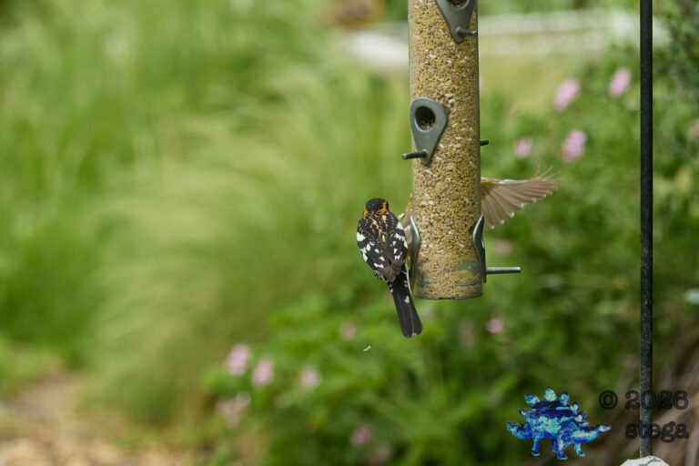Black-headed Grosbeak