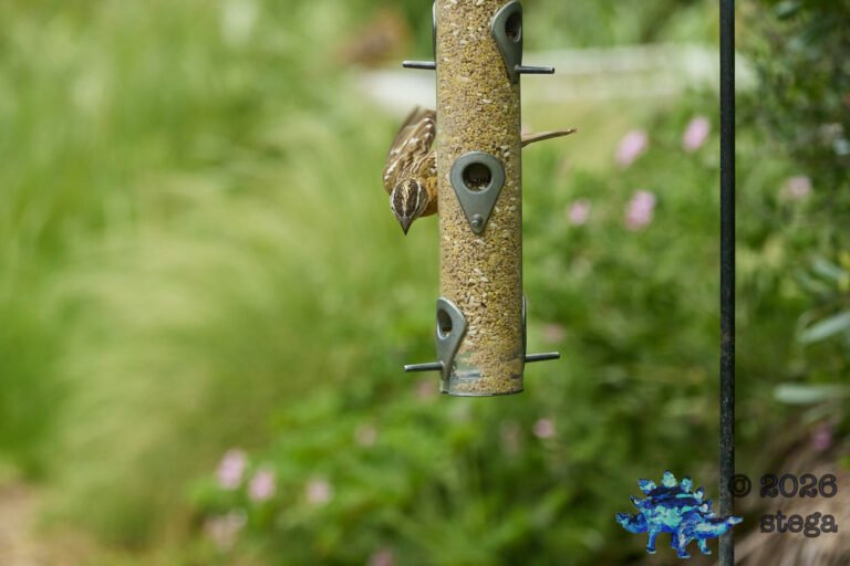 Black-headed Grosbeak