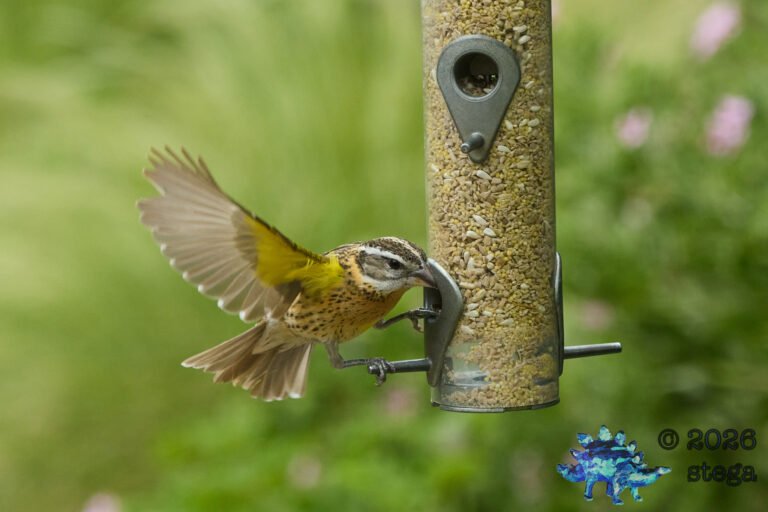 Black-headed Grosbeak