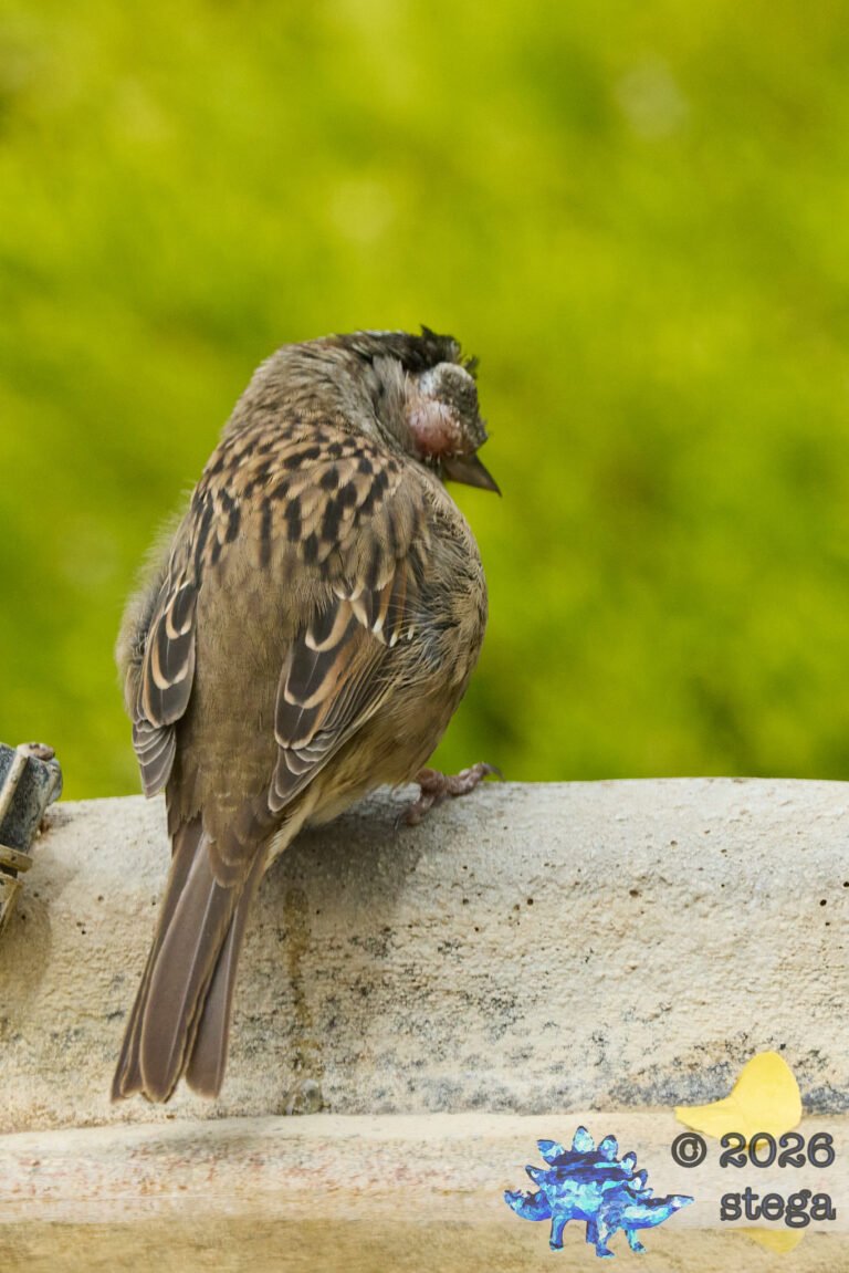 Gold-Crowned Sparrow, Injury