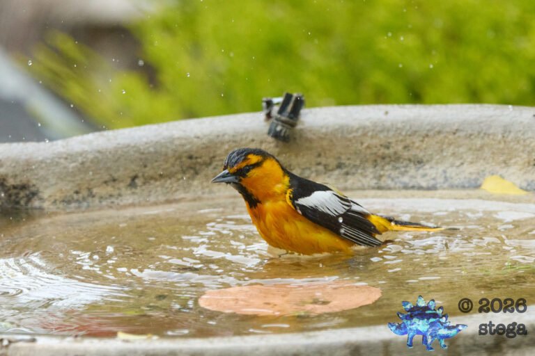Bullock’s Oriole