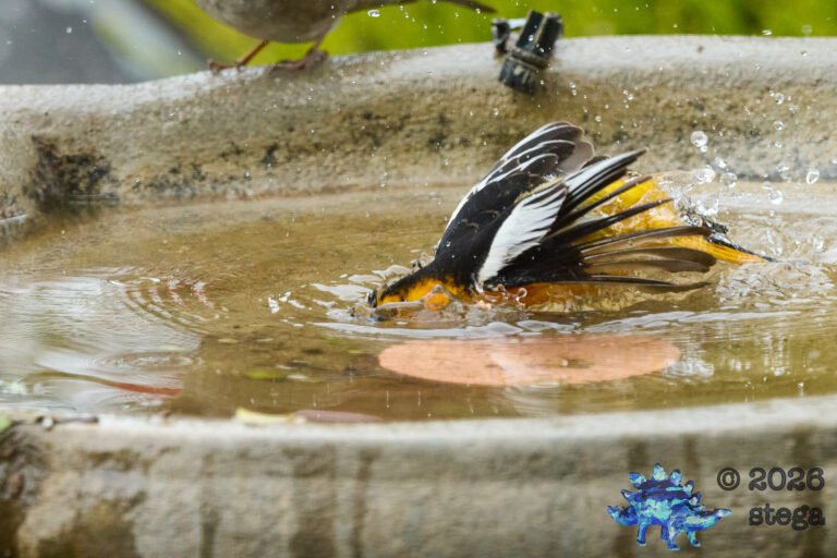 Bullock’s Oriole