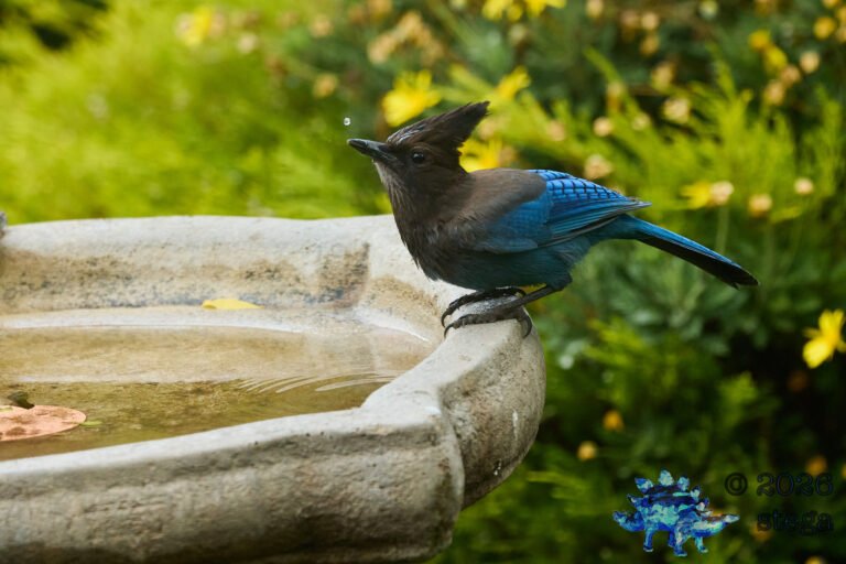 Steller’s Jay