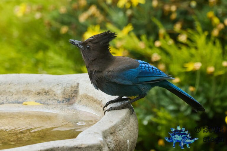 Steller’s Jay