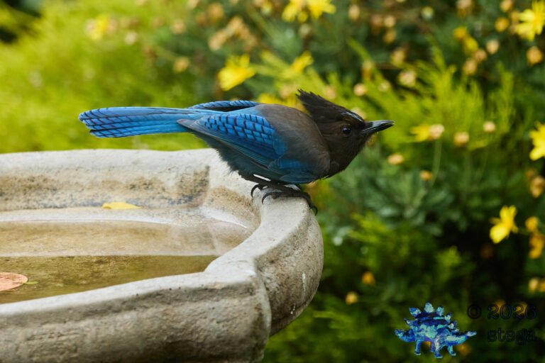 Steller’s Jay