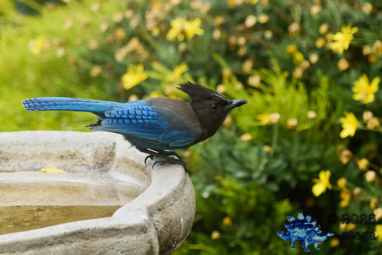 Steller’s Jay