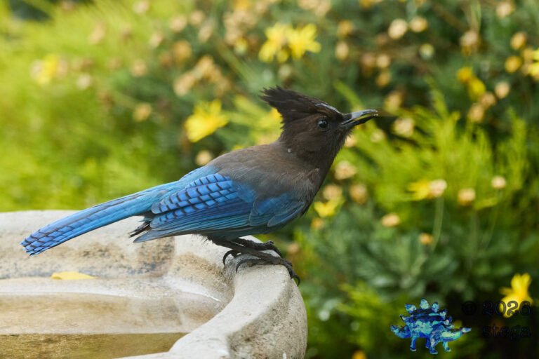 Steller’s Jay