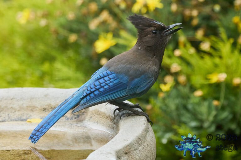 Steller’s Jay