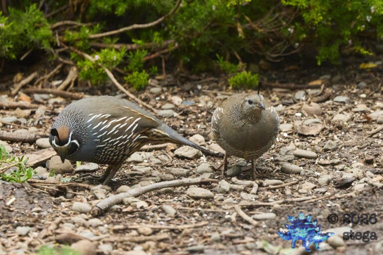 California Quail