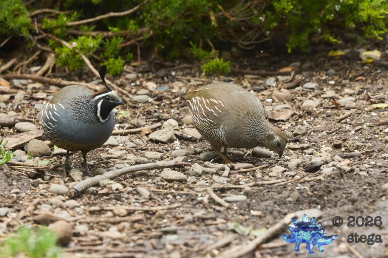 California Quail