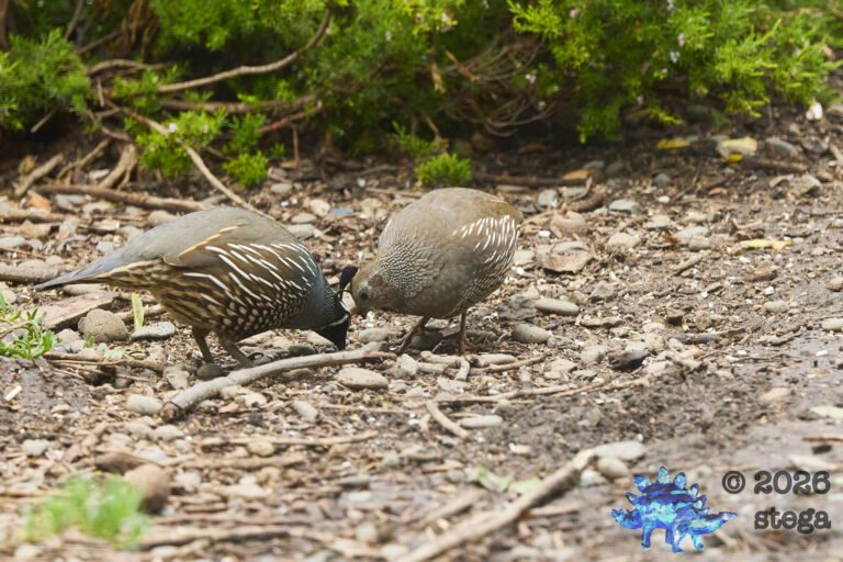 California Quail