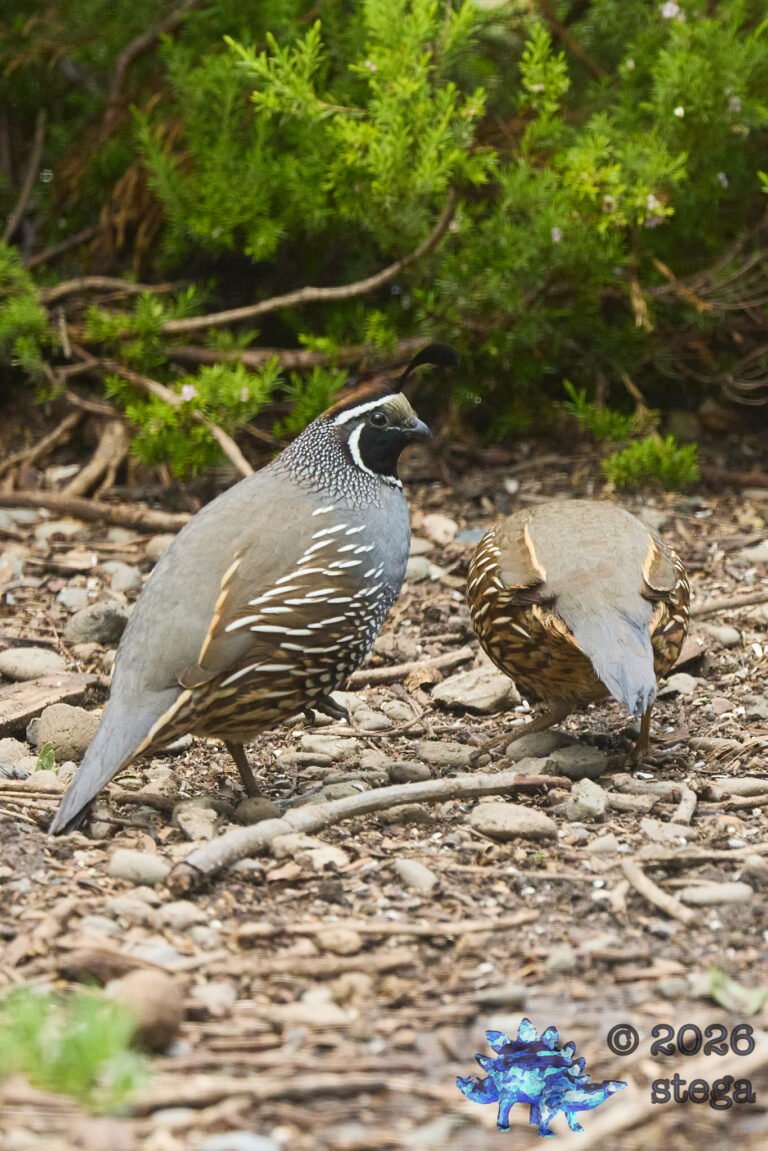 California Quail