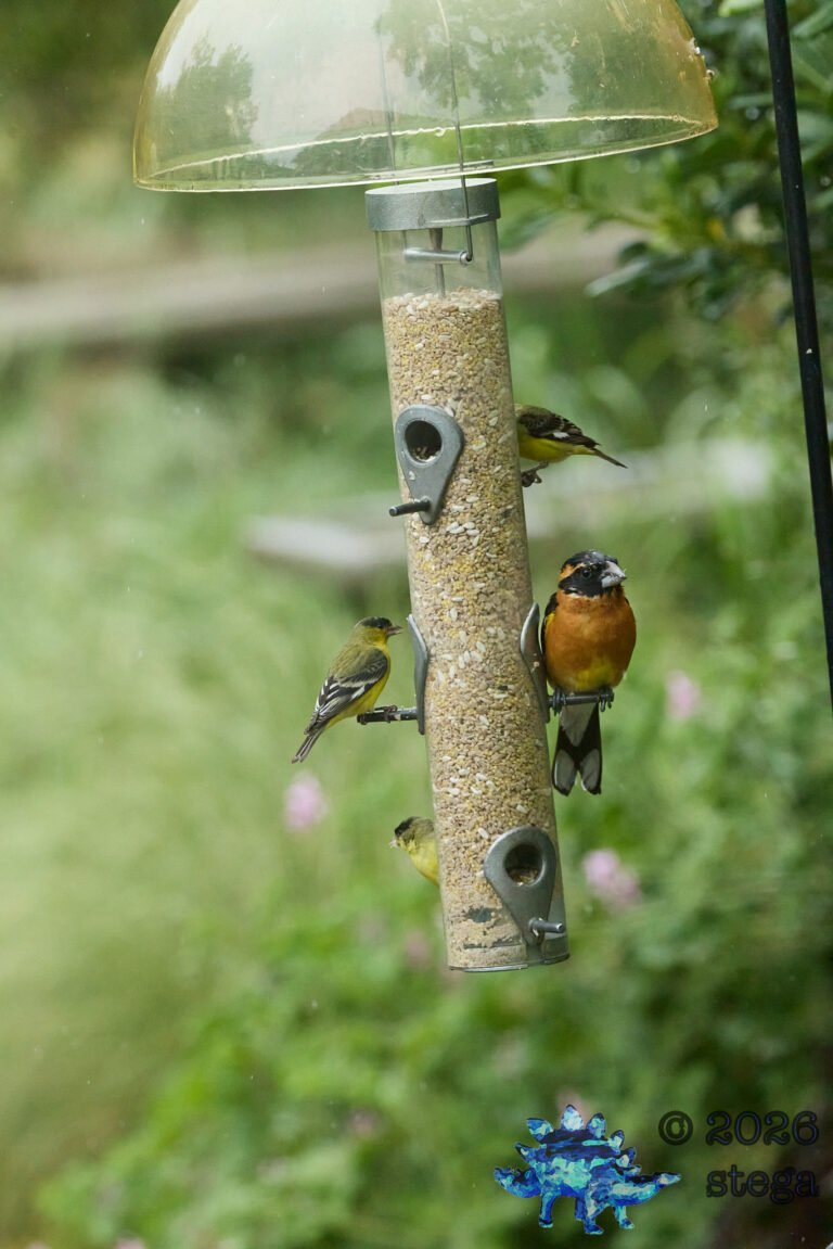 Black-headed Grosbeak, Lesser Goldfinch