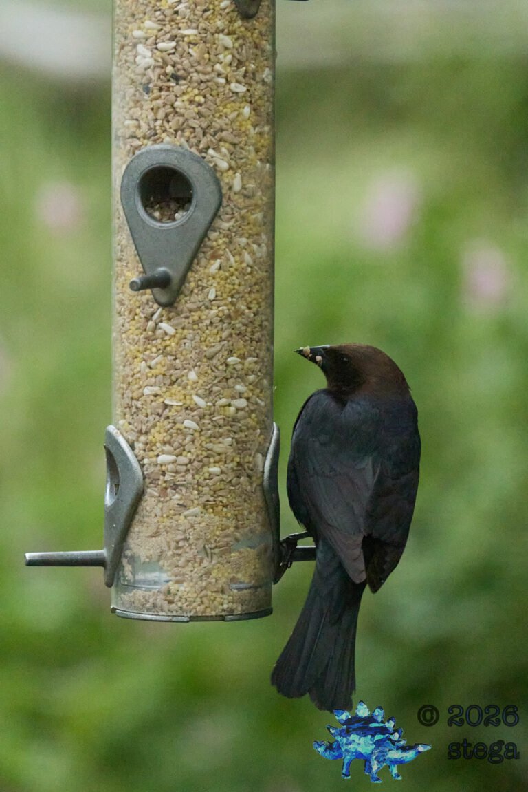 Brown-headed Cowbird